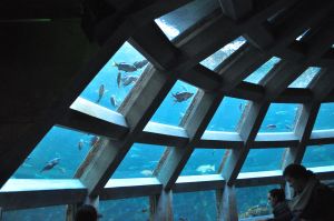 Seattle - Aquarium by Joe Mabel - Wikimedia